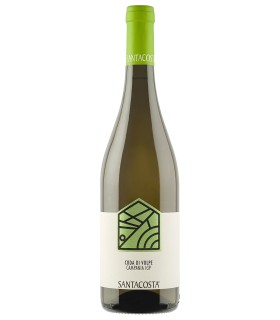 Coda di Volpe IGT Campania - Santacosta