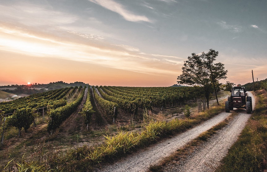 Accornero Vini - Vigna