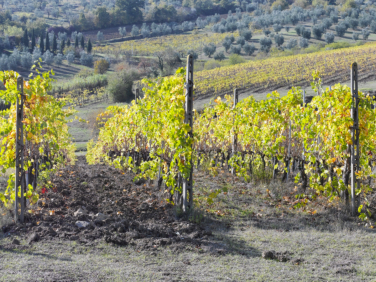 the-vineyards-Santa-Cristina-in-Pilli.jpg