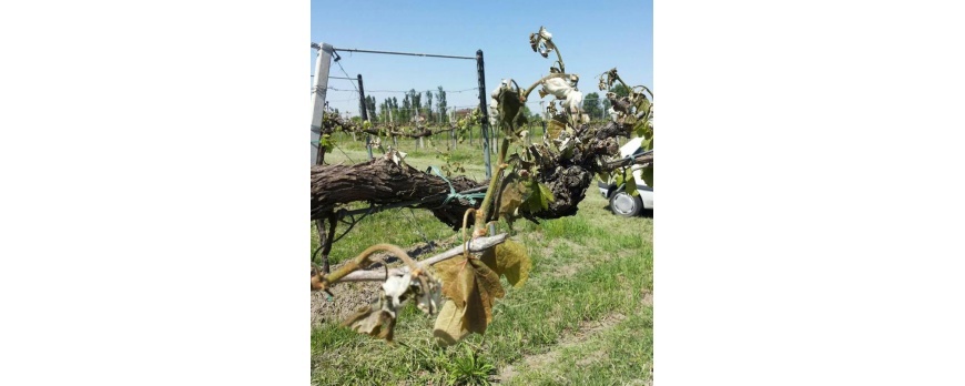 Gelate tardive per i vini italiani una corsa contro il tempo