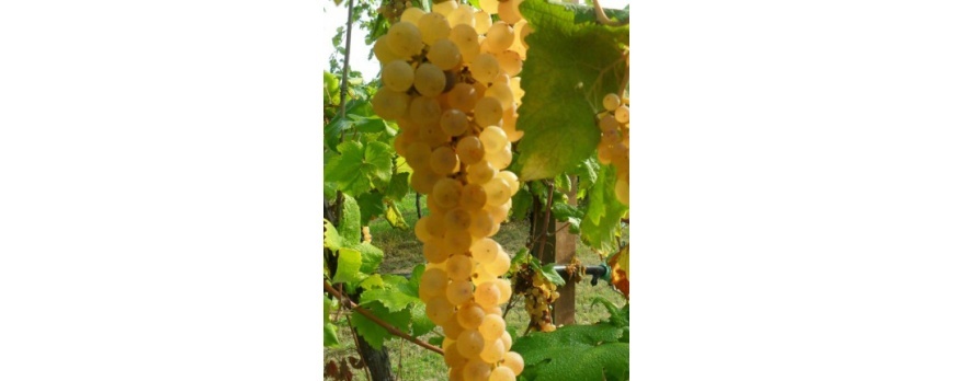 Scopri l'Albana di Romagna