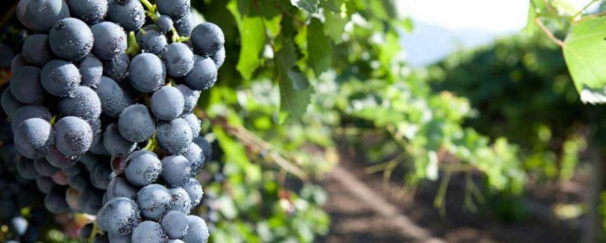 Nero d'Avola: rossi di Sicilia