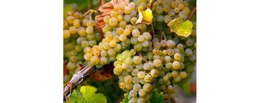 Conosciamo l'uva Catarratto