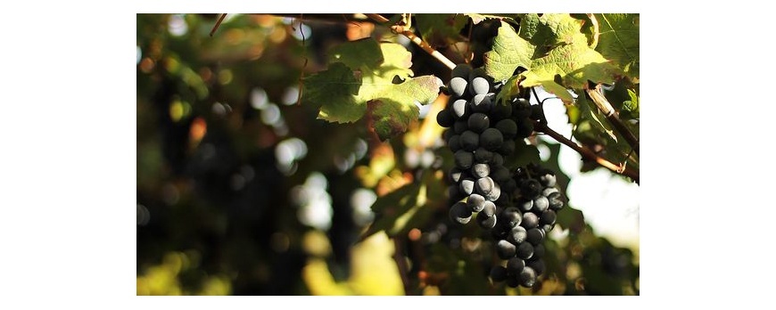 Il Nero di Troia: scopri il vino