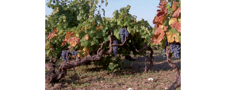 Primitivo: Il primo della classe